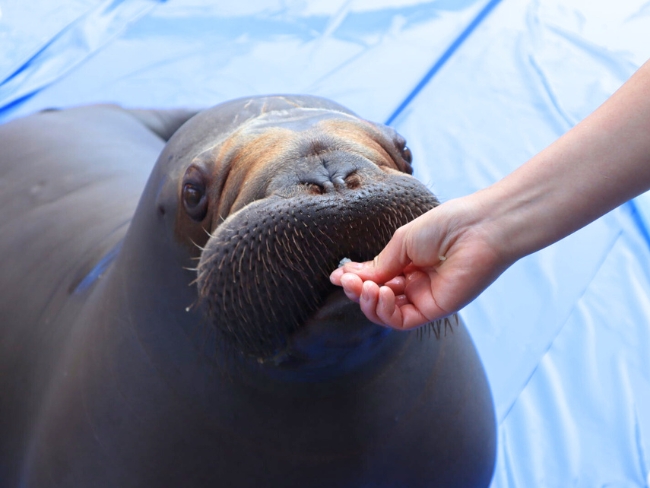 海獣がごはん食べてる写真